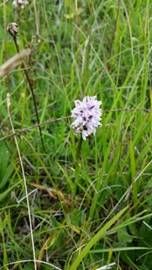 Spotted Orchid (2)